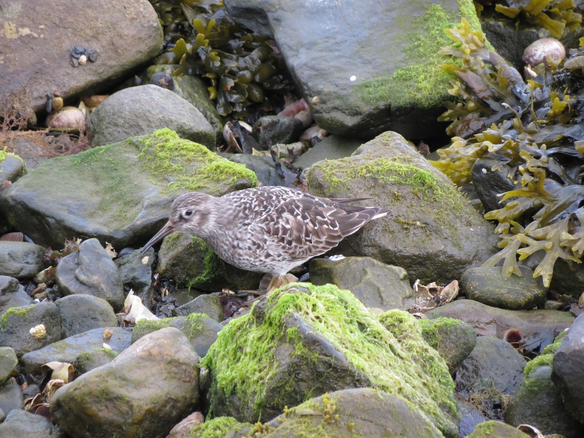 Purple Sandpiper - ML618926503