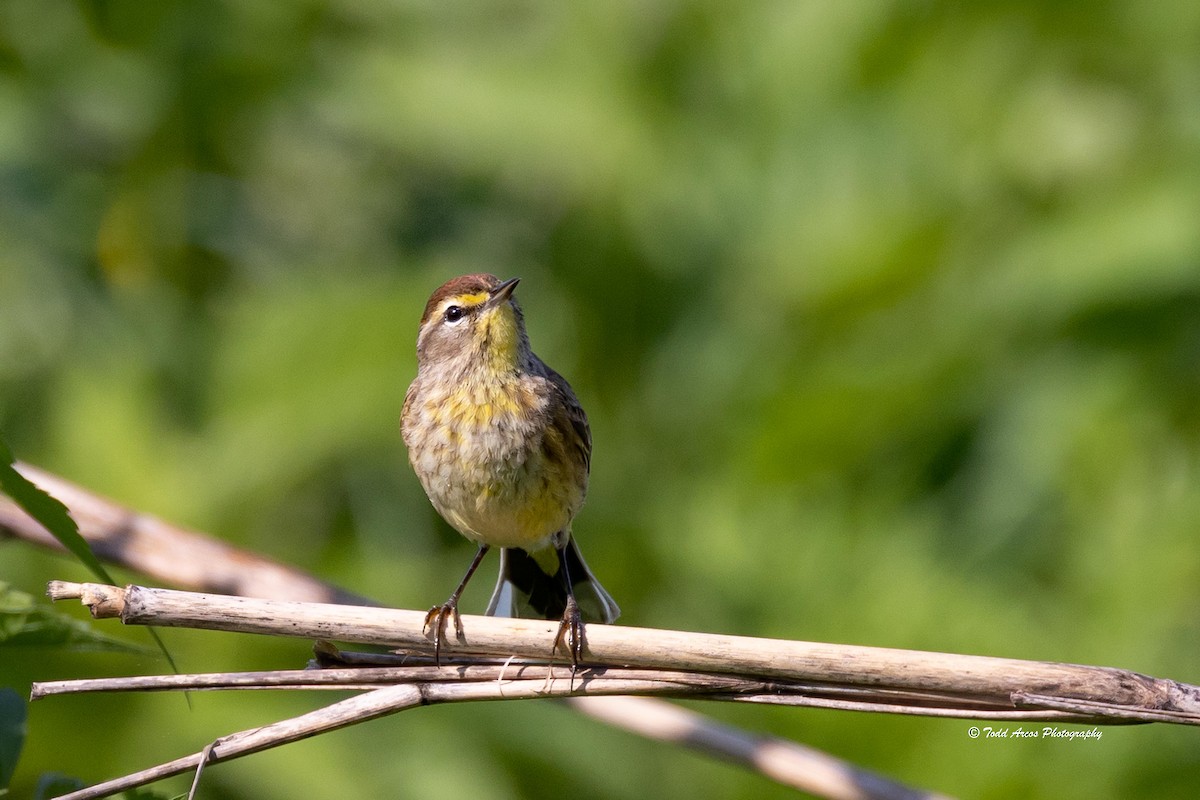 Palm Warbler - Todd Arcos