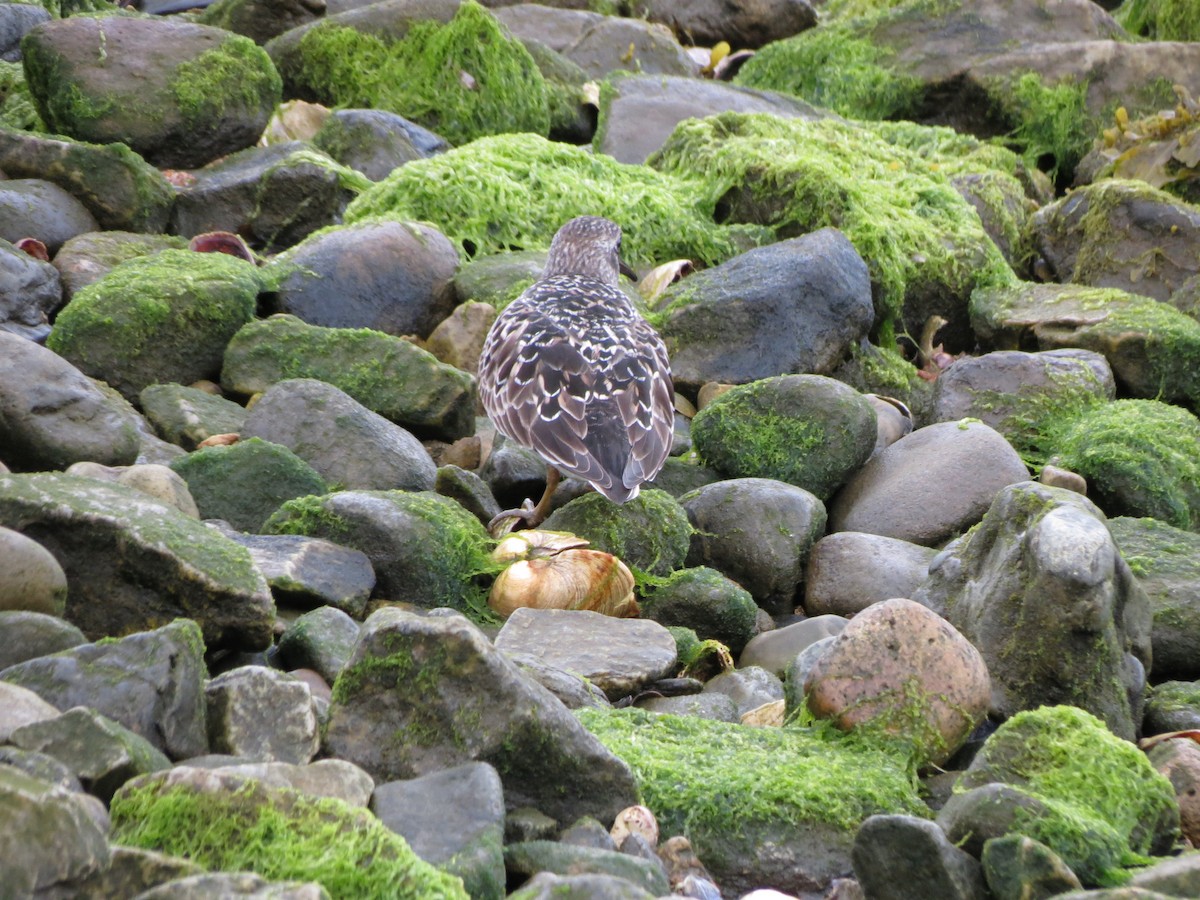 Purple Sandpiper - ML618926506