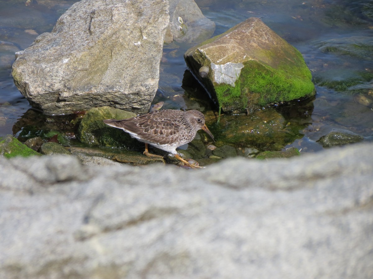 Purple Sandpiper - ML618926512