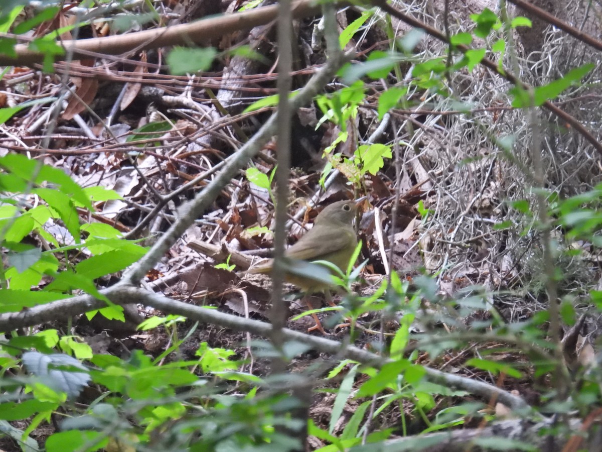 Connecticut Warbler - c c