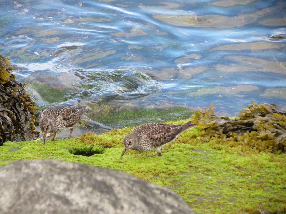 Purple Sandpiper - ML618926521