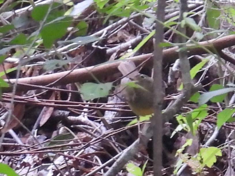 Connecticut Warbler - c c