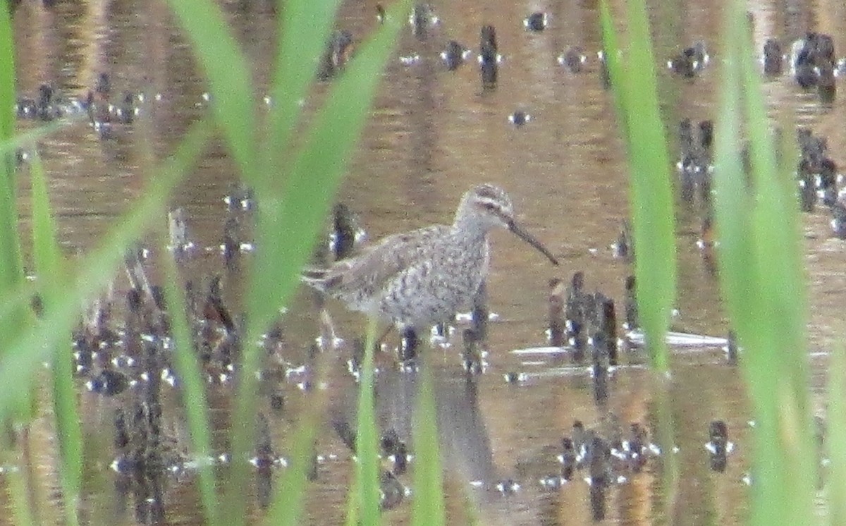 Stilt Sandpiper - Al Garner