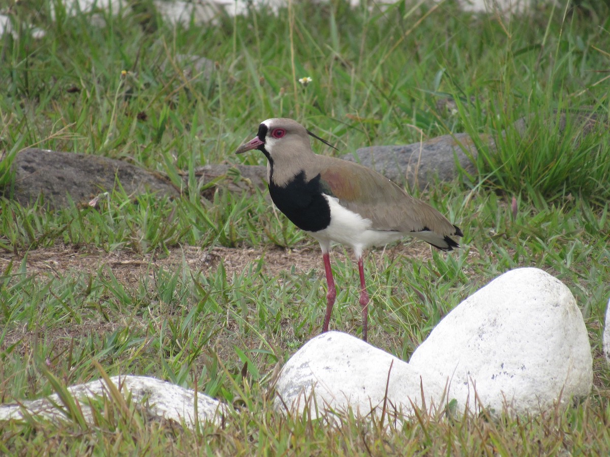 Southern Lapwing - Comite Local CBIMA