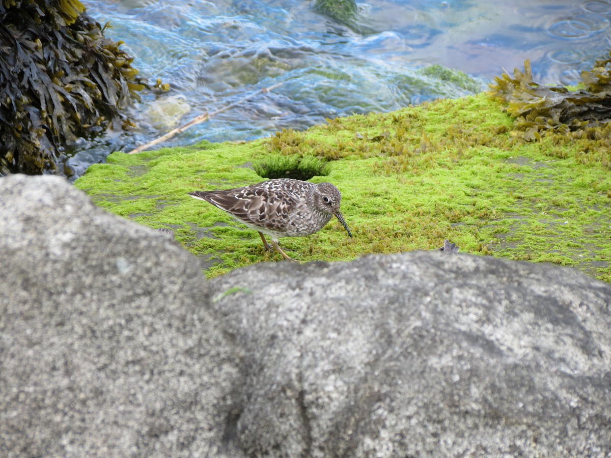 Purple Sandpiper - ML618926529