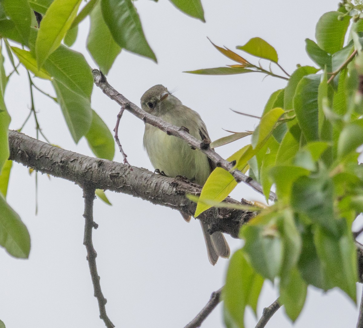 Empidonax sp. - MCHL ____