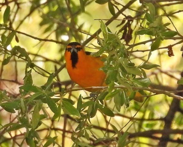 Bullock's Oriole - ML618926557