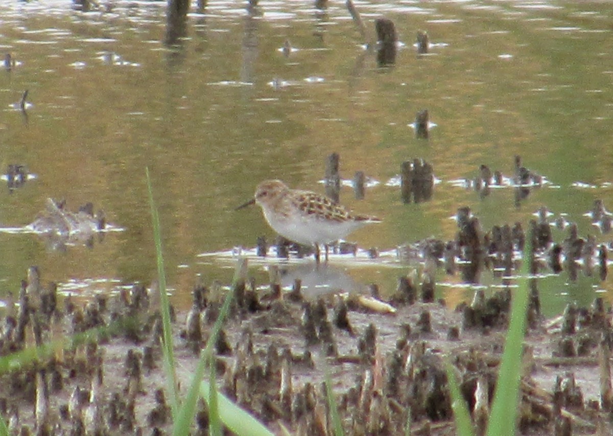 Least Sandpiper - Al Garner