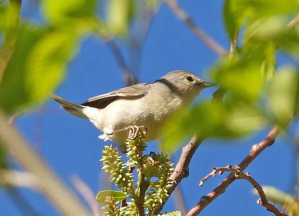 Lucy's Warbler - Cory Shaw