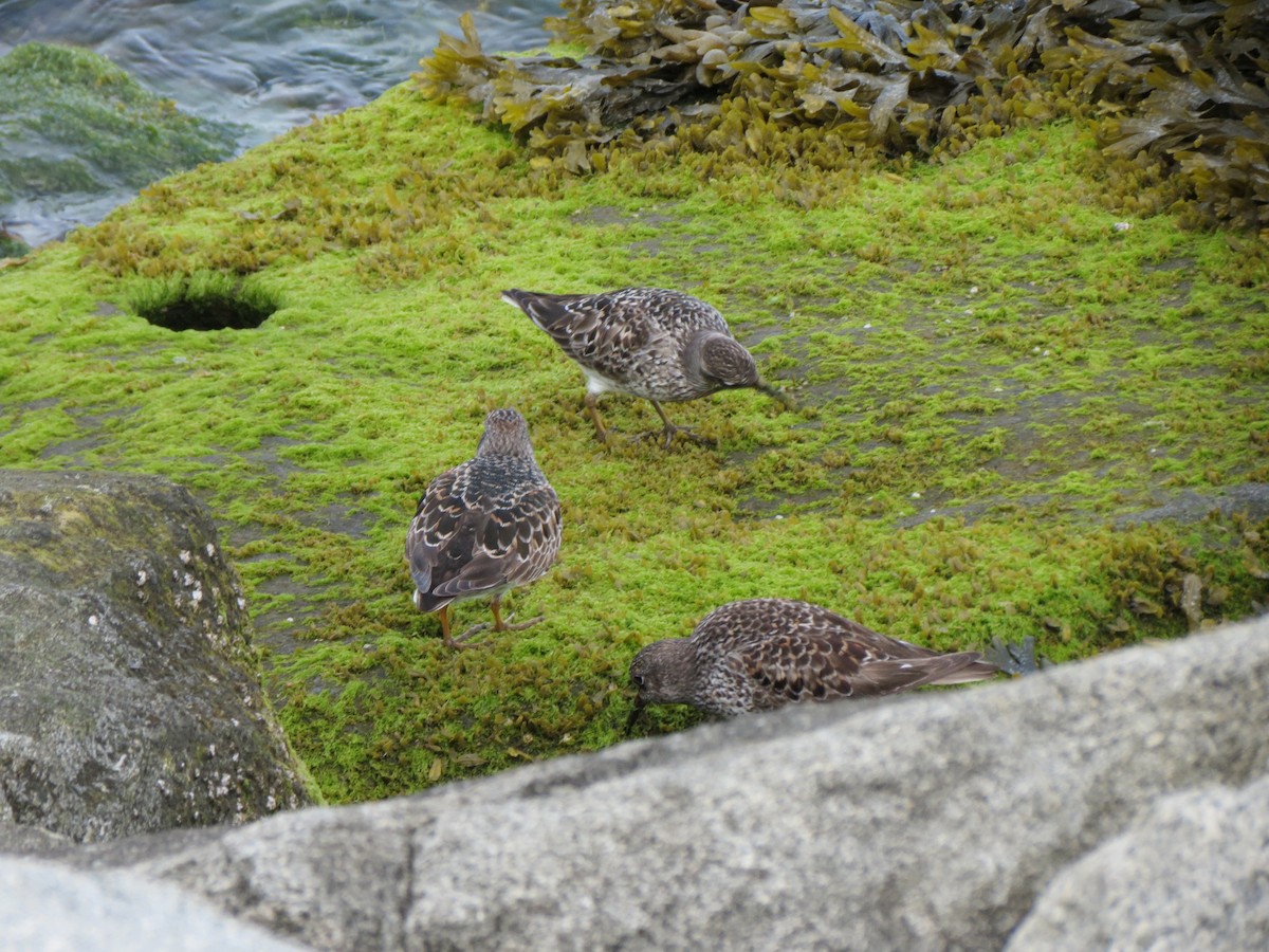 Purple Sandpiper - ML618926573