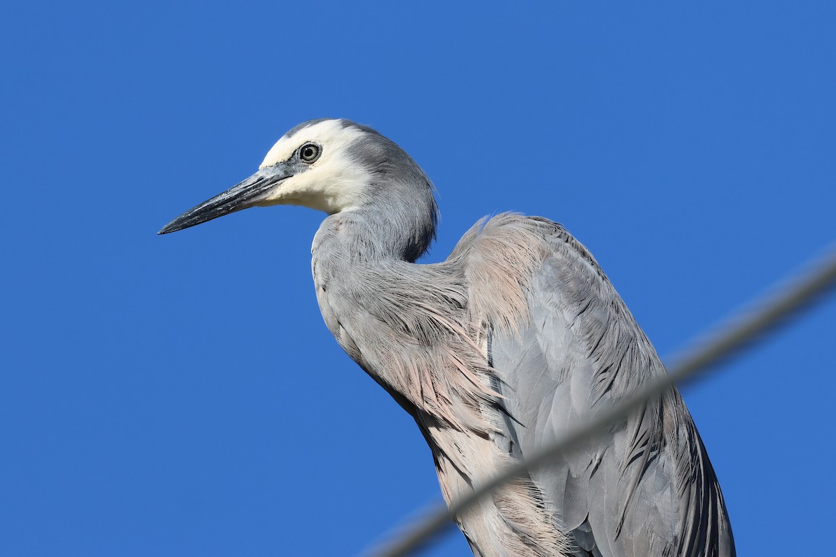 White-faced Heron - Peter Christiaen