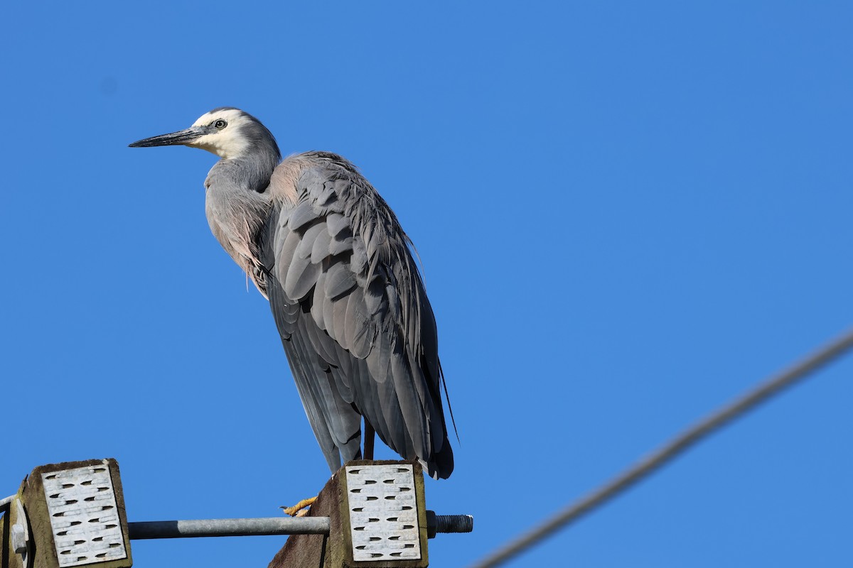 White-faced Heron - ML618926599