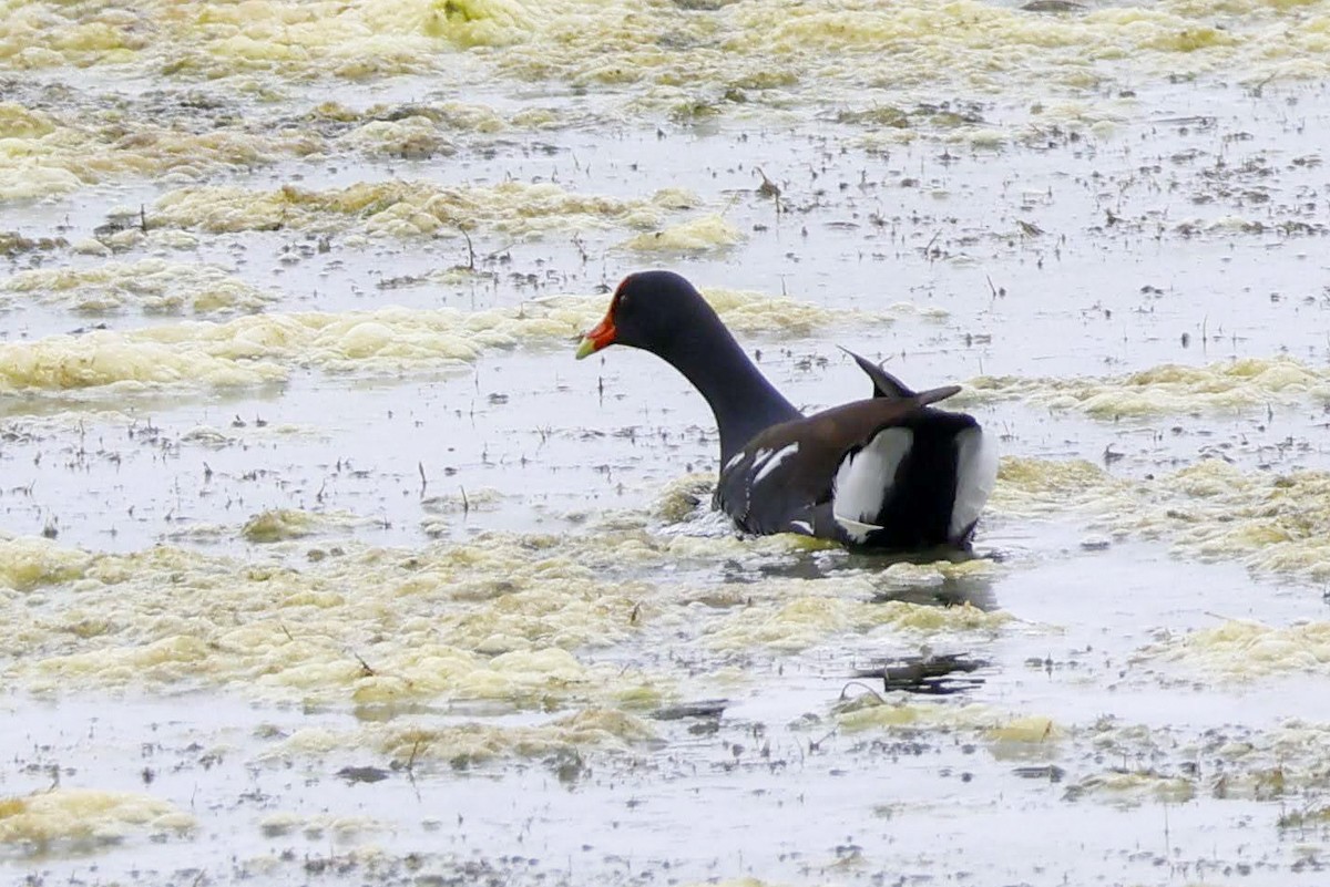 Common Gallinule - ML618926601