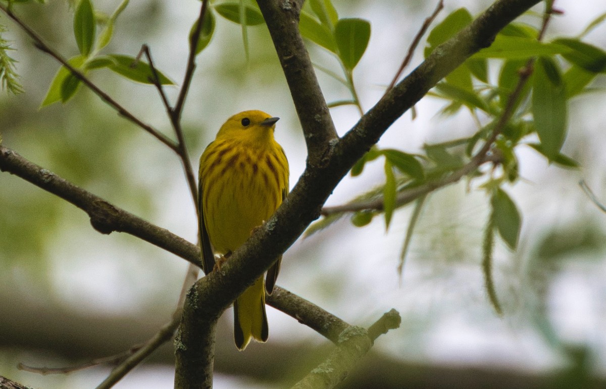 Yellow Warbler - ML618926607