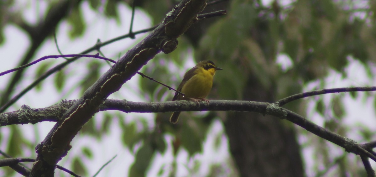 Kentucky Warbler - BJ dooley