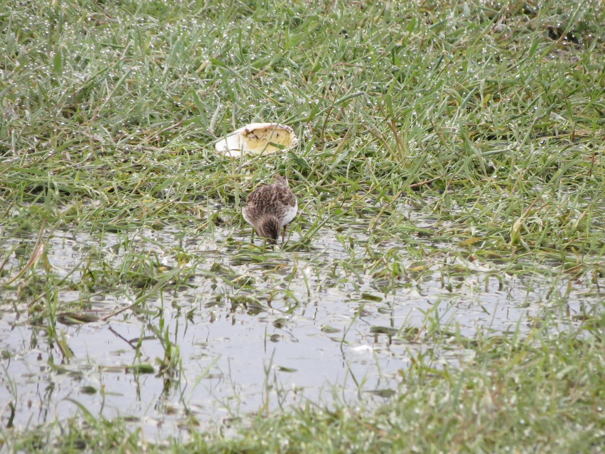 Least Sandpiper - ML618926614