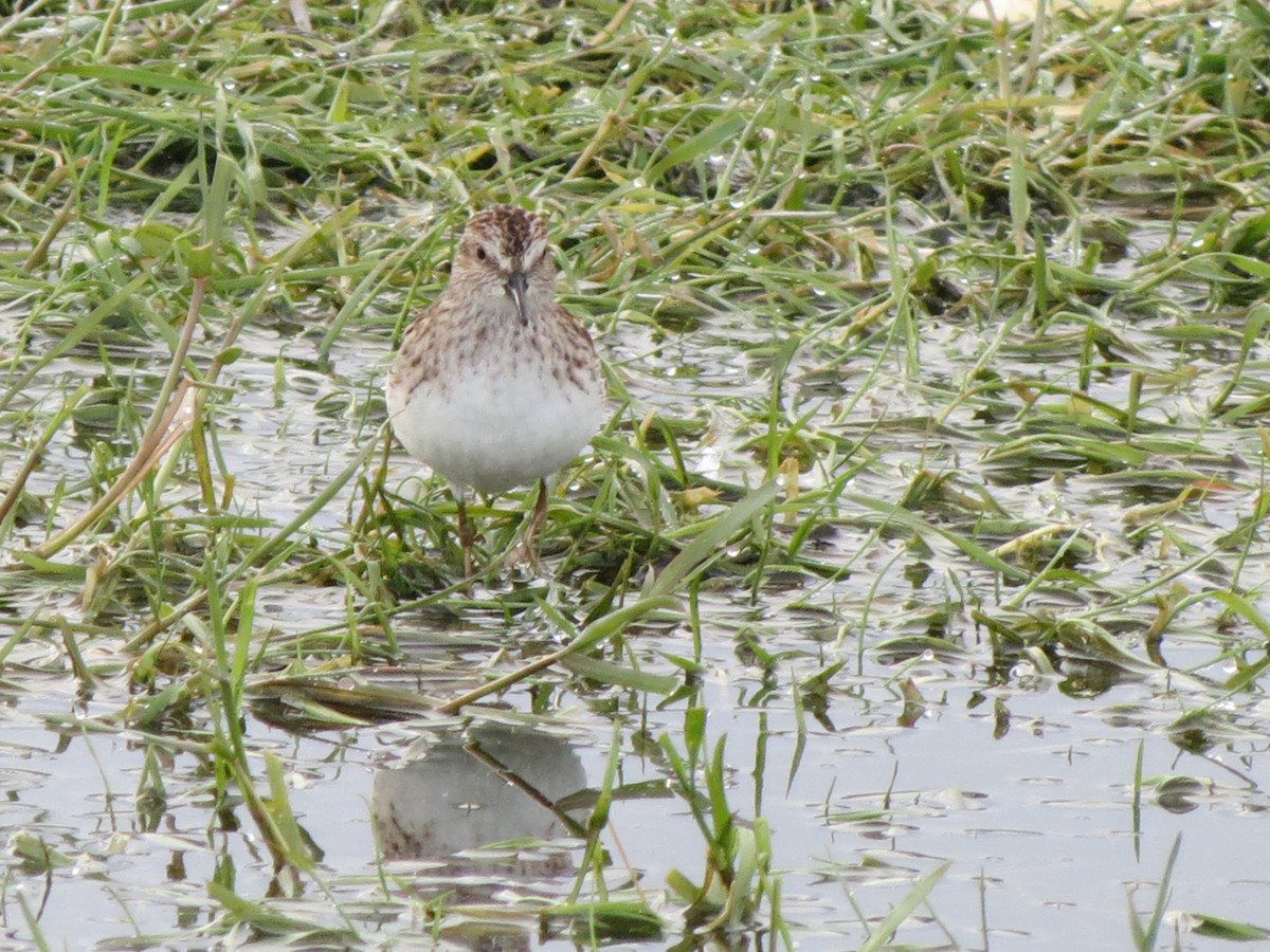 Least Sandpiper - ML618926620