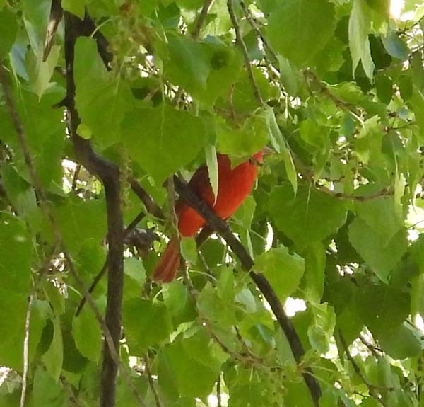 Summer Tanager - Cory Shaw