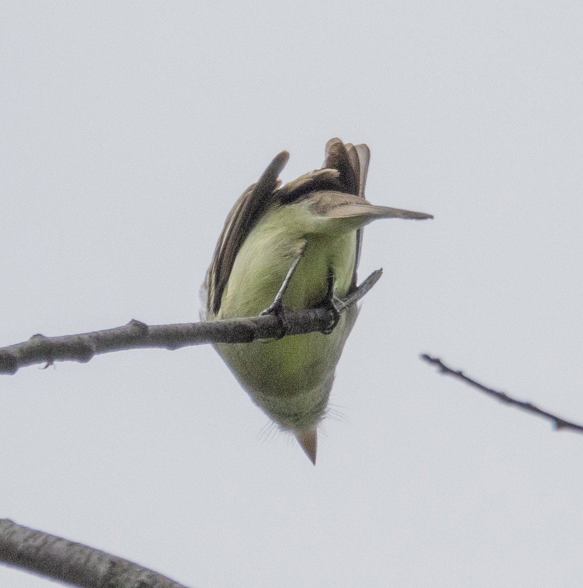 Empidonax sp. - MCHL ____