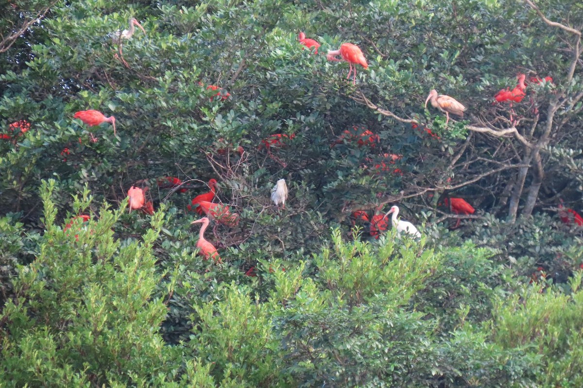 Scarlet Ibis - Milena Vargas