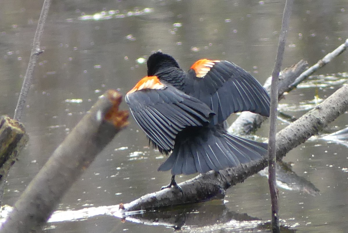 Red-winged Blackbird - ML618926668