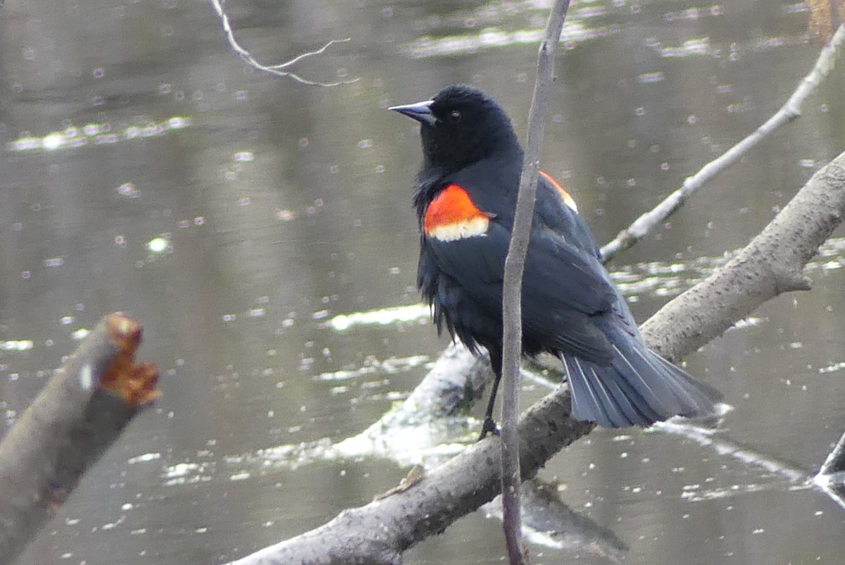 Red-winged Blackbird - ML618926679