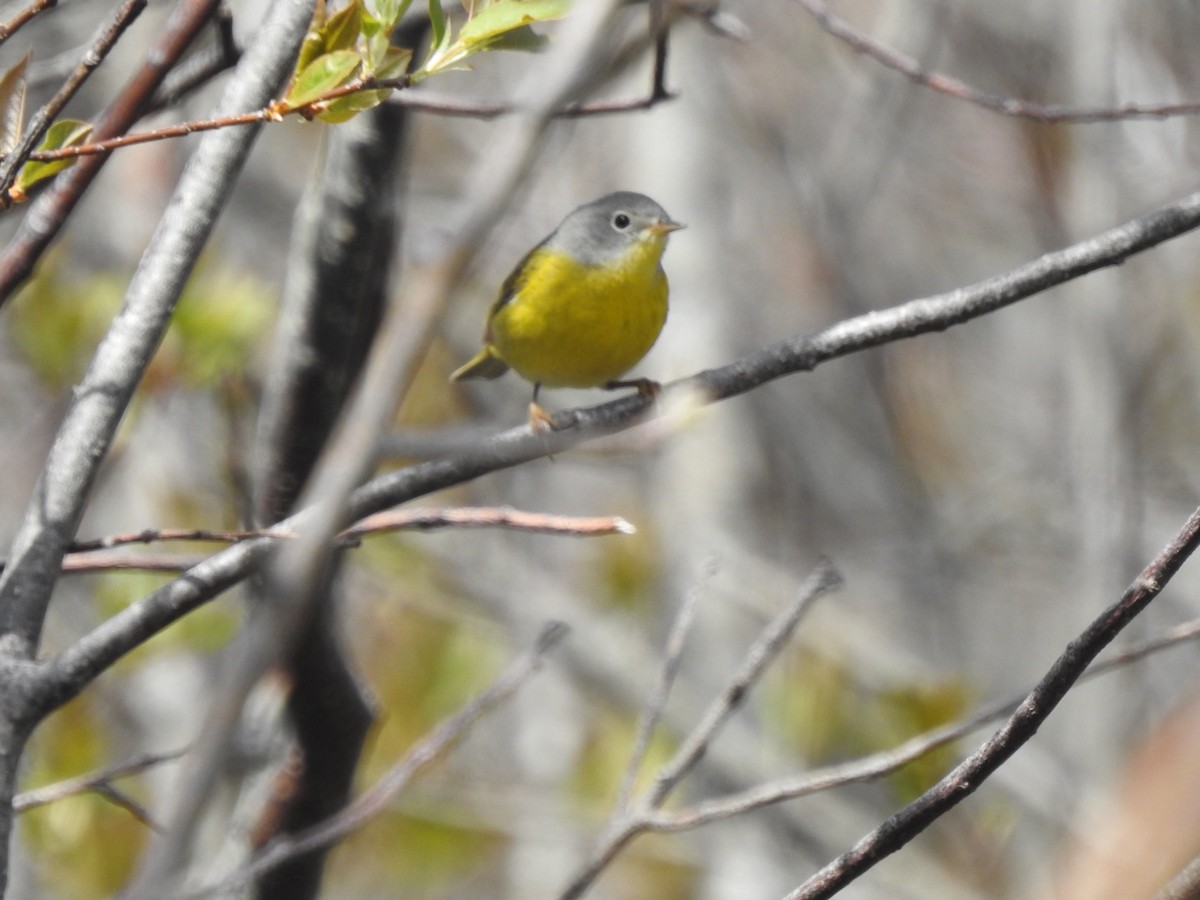 Nashville Warbler - Marc LeBlanc