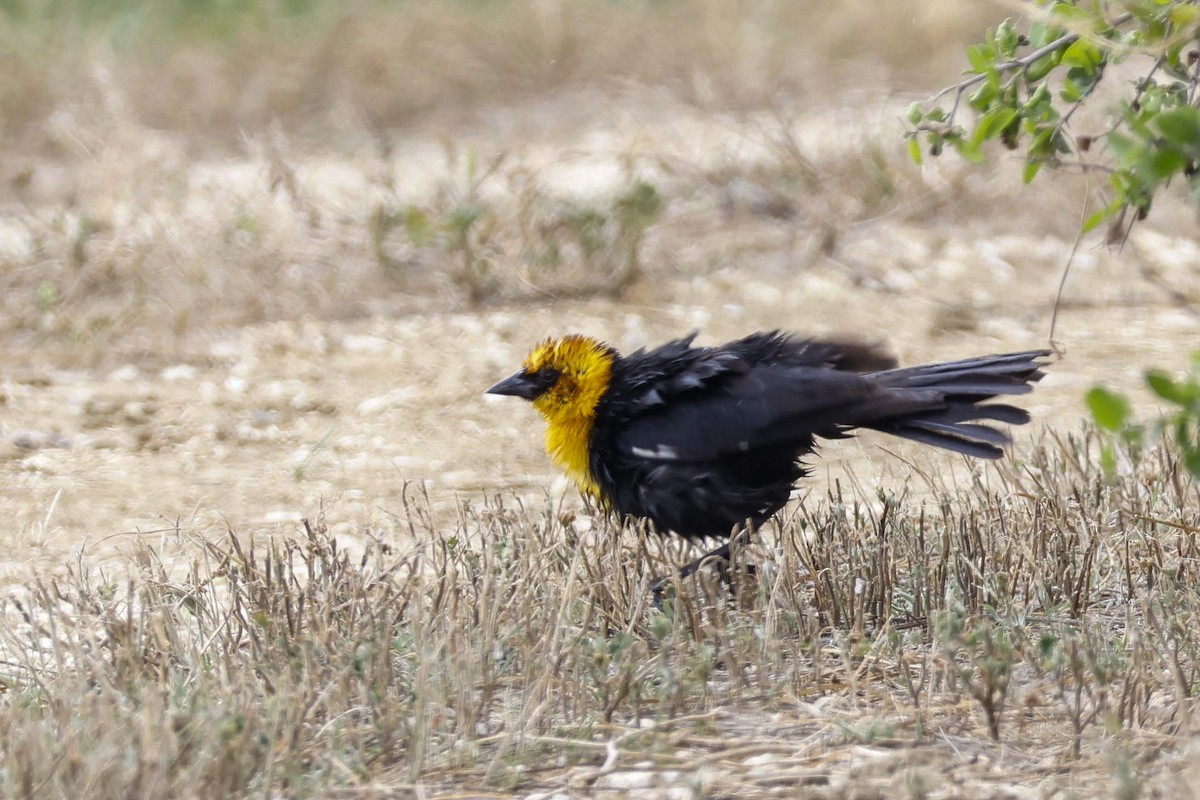 Yellow-headed Blackbird - ML618926688