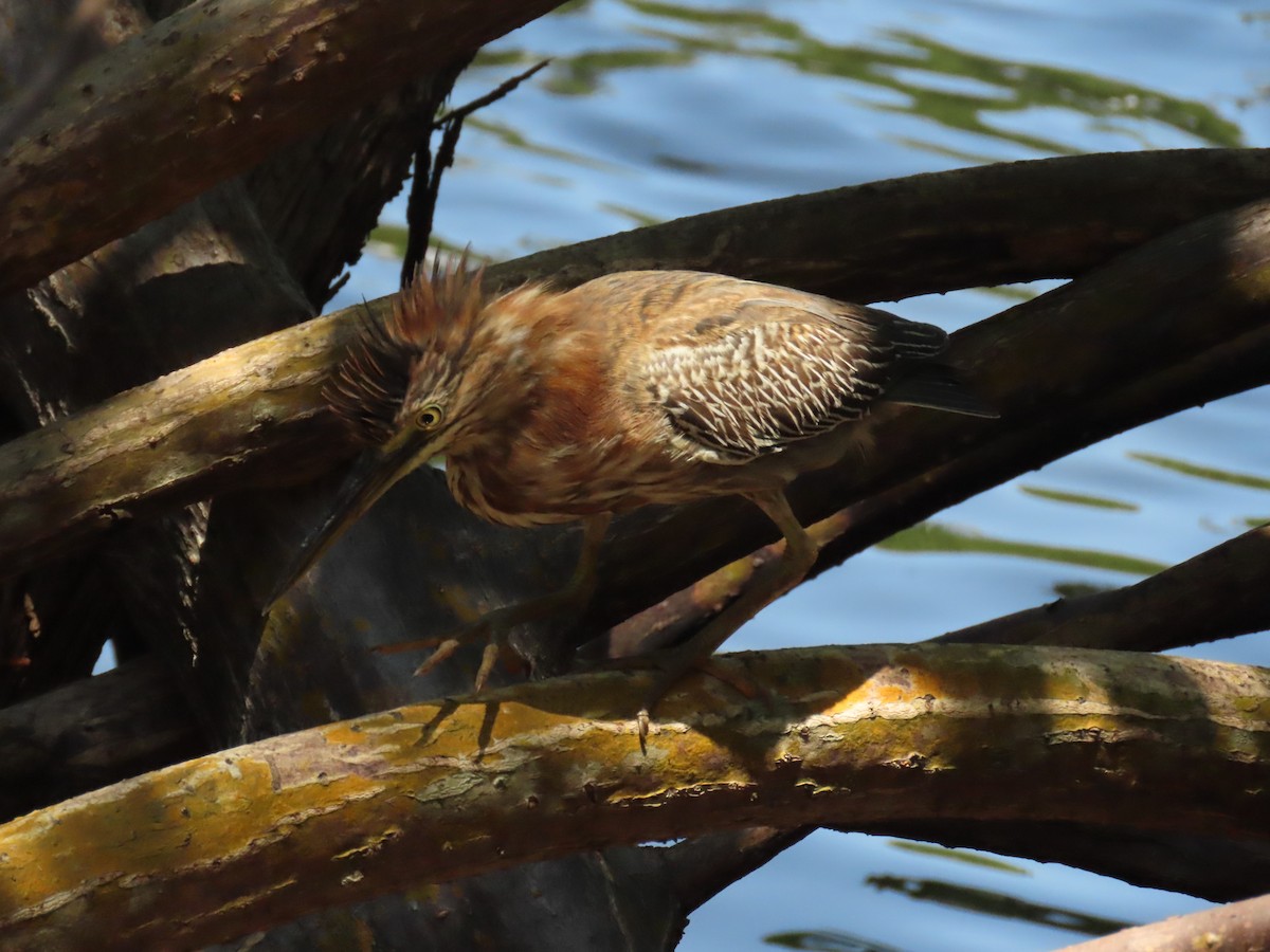 Green Heron - Laurie Witkin