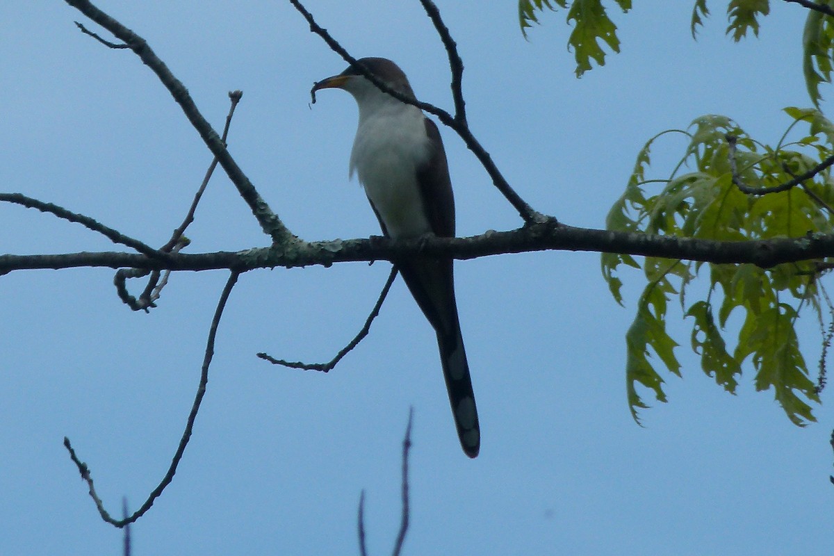 Yellow-billed Cuckoo - ML618926706