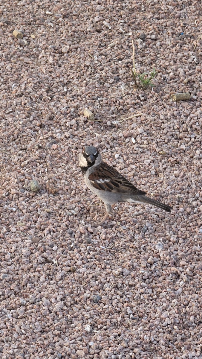 House Sparrow - Dennis Sawatzki