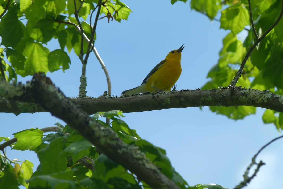 Prothonotary Warbler - ML618926728