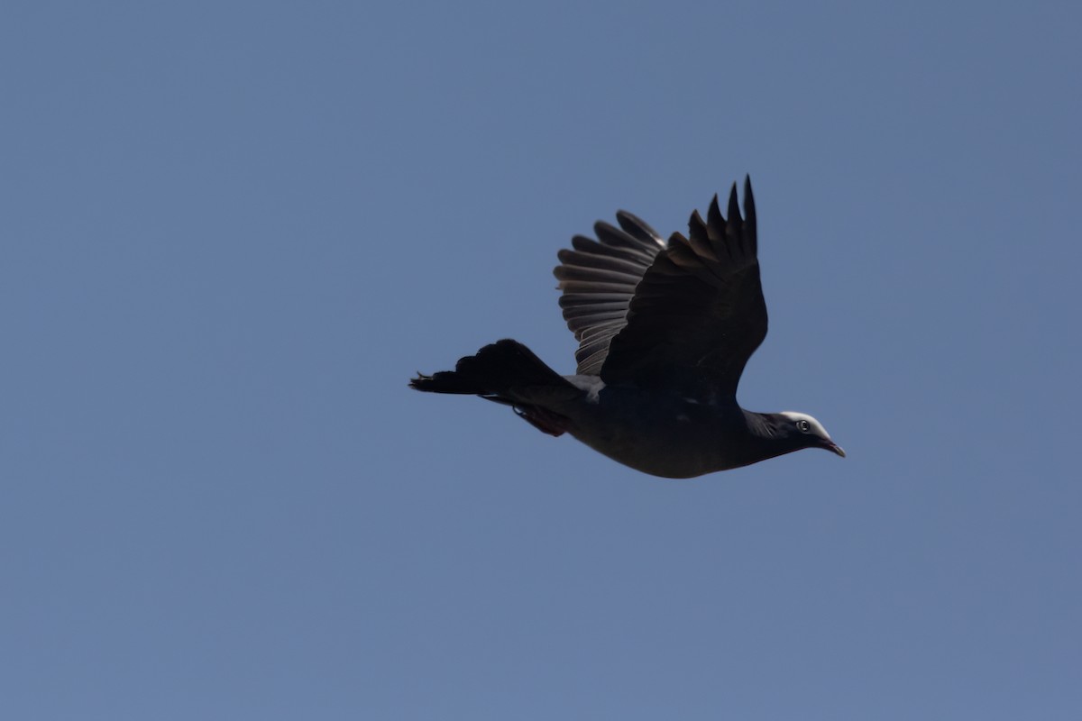 White-crowned Pigeon - ML618926730