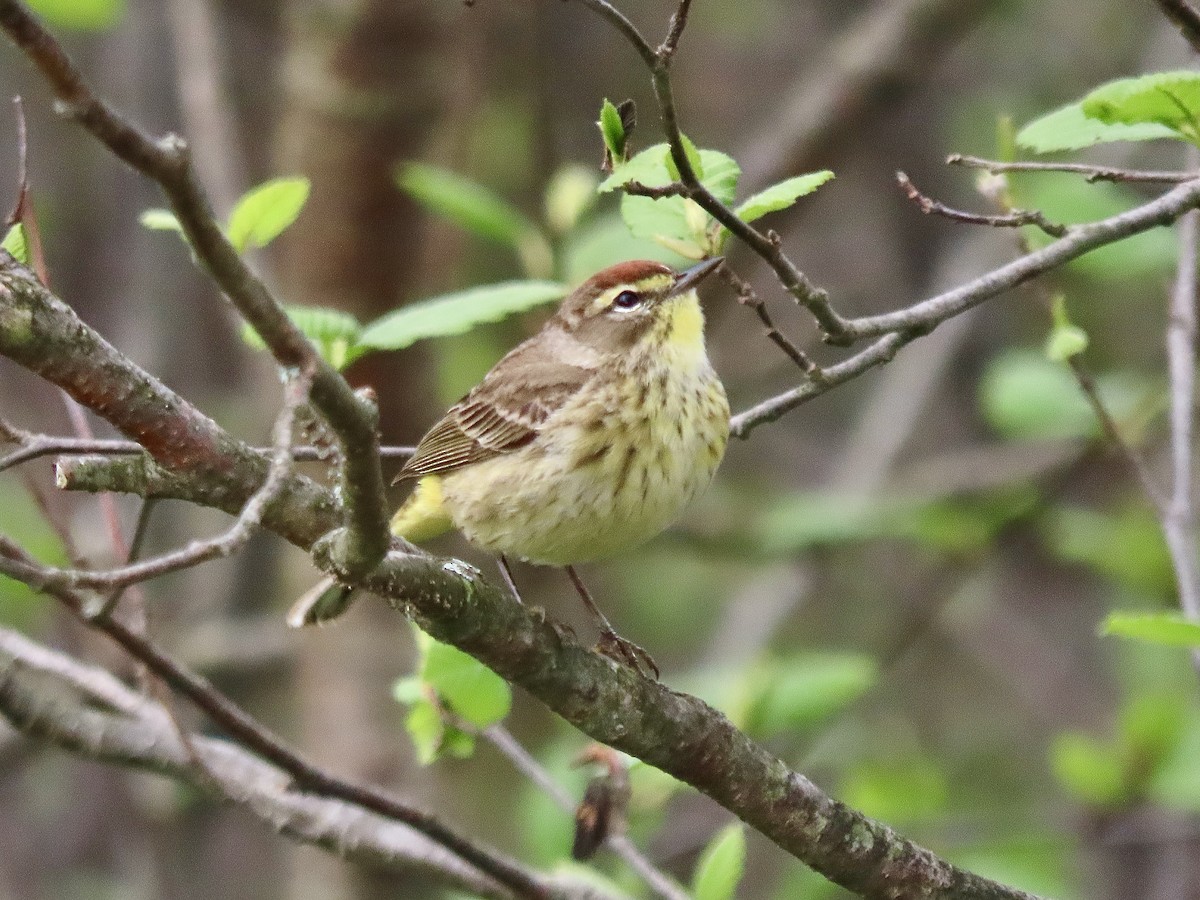 Palm Warbler - David and Regan Goodyear