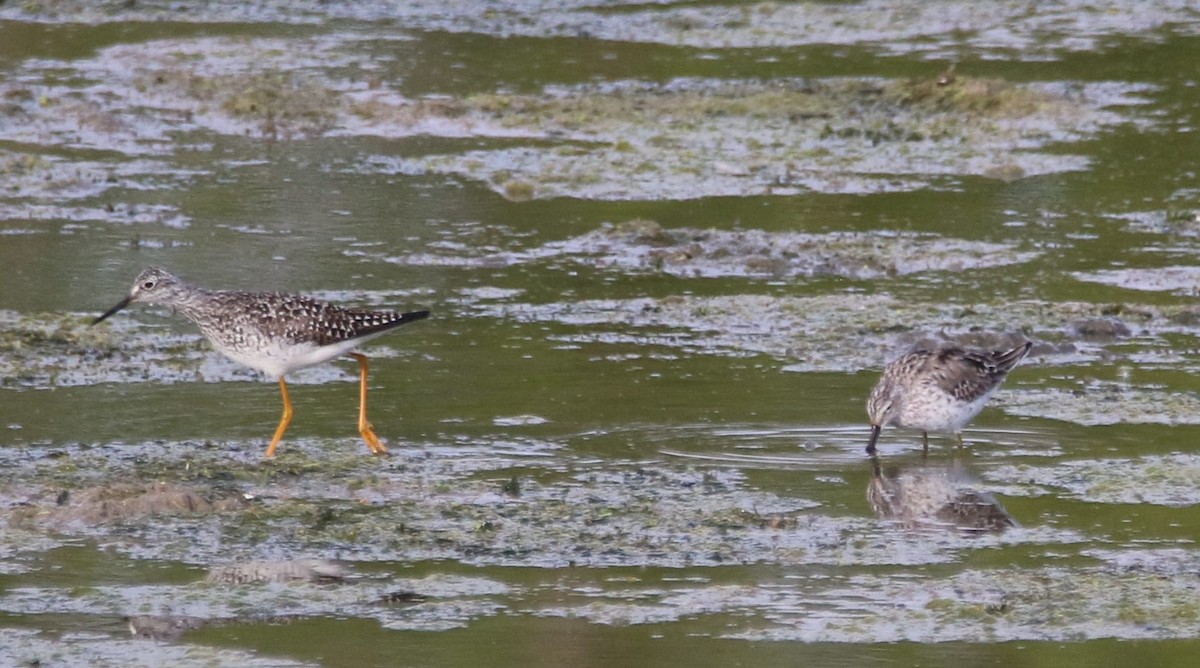 Stilt Sandpiper - Jason Pizzey