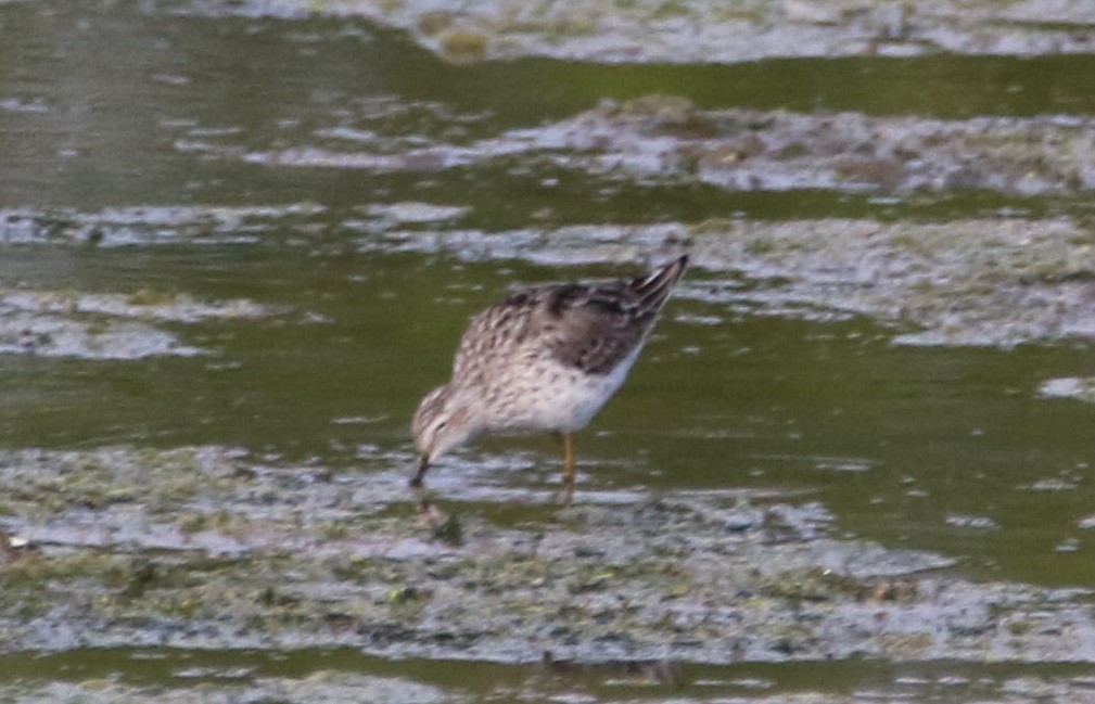 Stilt Sandpiper - ML618926751