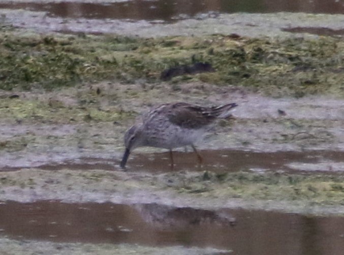 Stilt Sandpiper - ML618926752