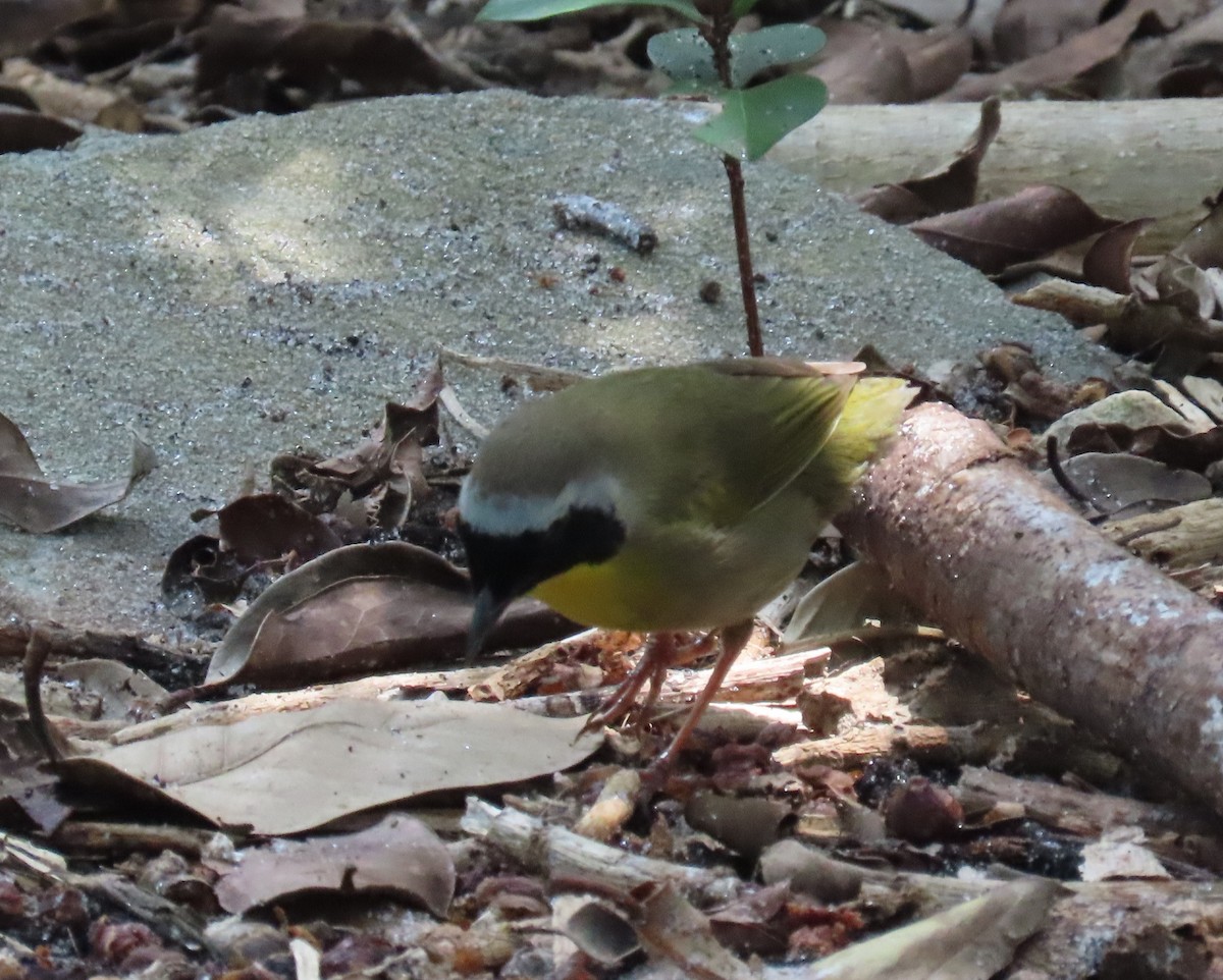 Common Yellowthroat - Laurie Witkin