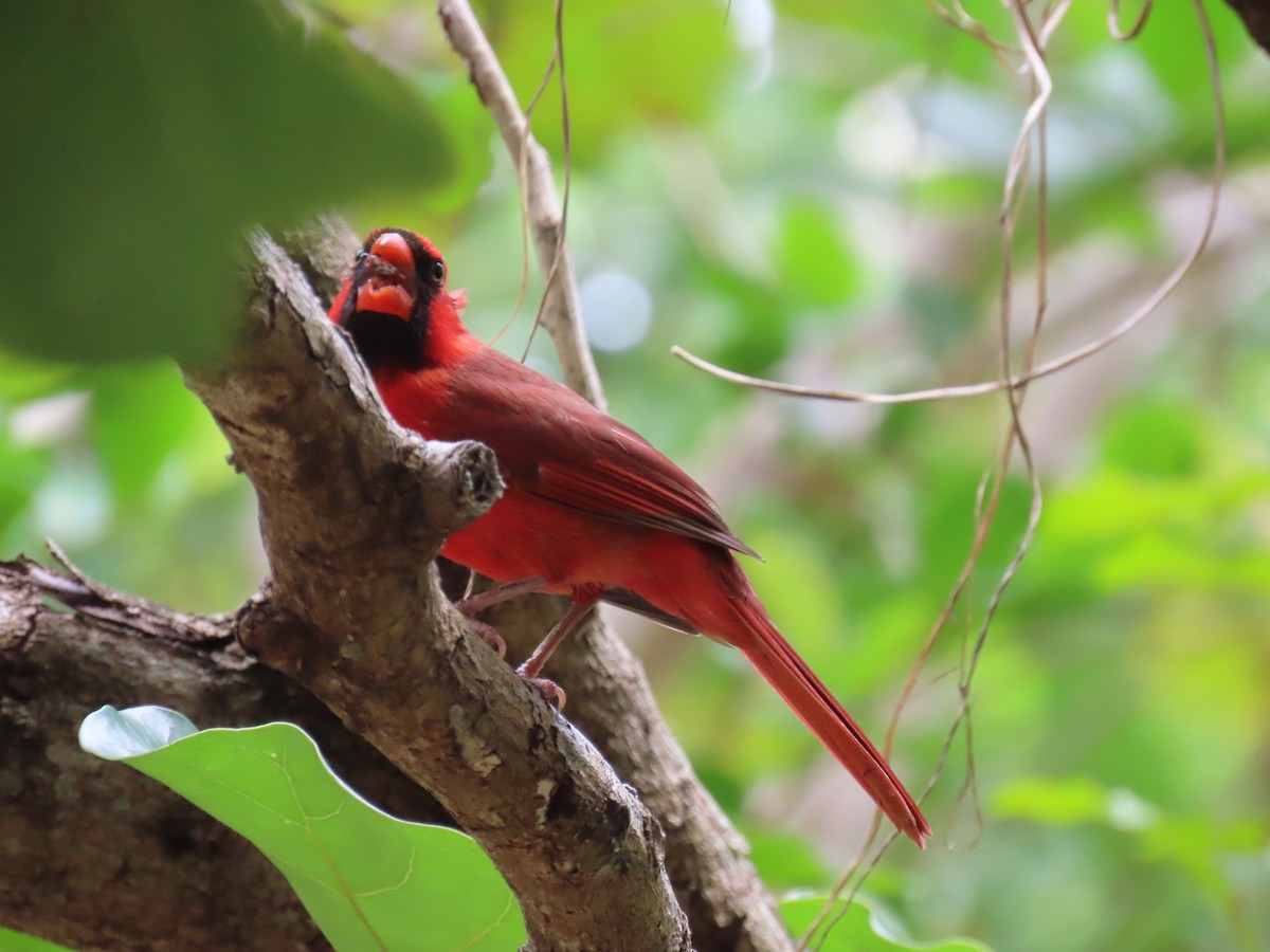 Northern Cardinal - Laurie Witkin