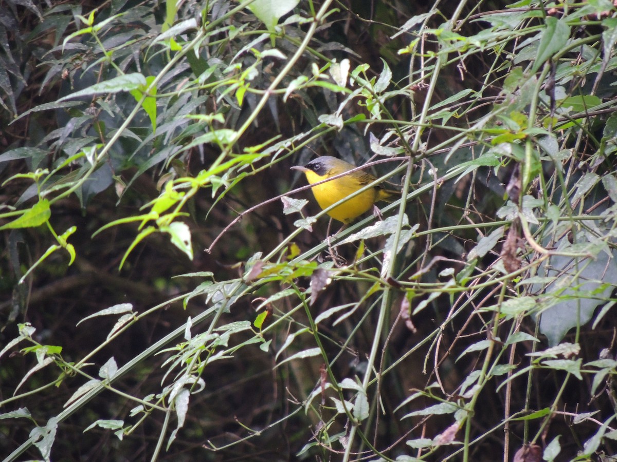 Southern Yellowthroat - Aline Antunes