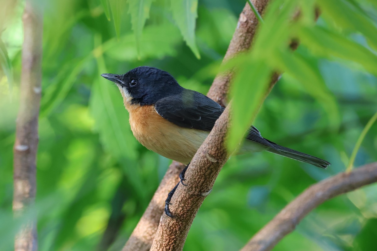 Vanikoro Flycatcher - Peter Christiaen