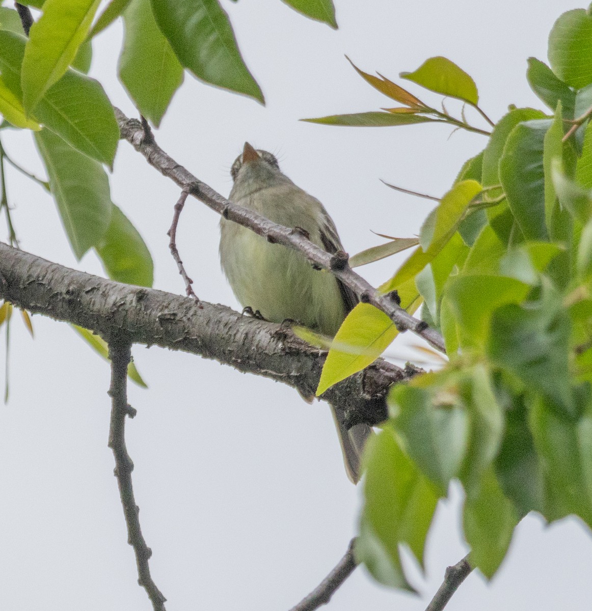 Empidonax sp. - MCHL ____