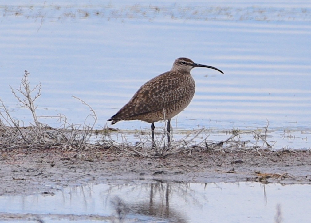 Regenbrachvogel - ML618926840