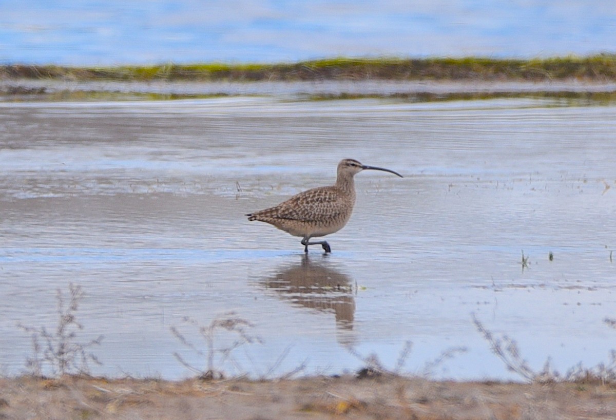 Regenbrachvogel - ML618926842