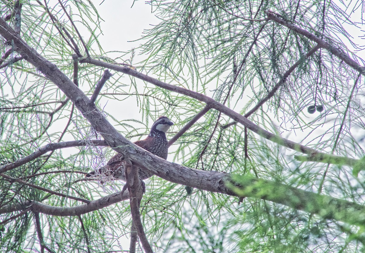 Northern Bobwhite - ML618926855