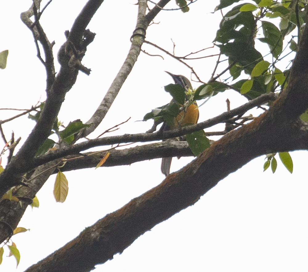 Orange-bellied Leafbird - Lindy Fung