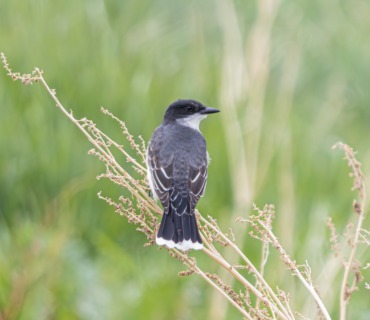 Eastern Kingbird - Mike Clark