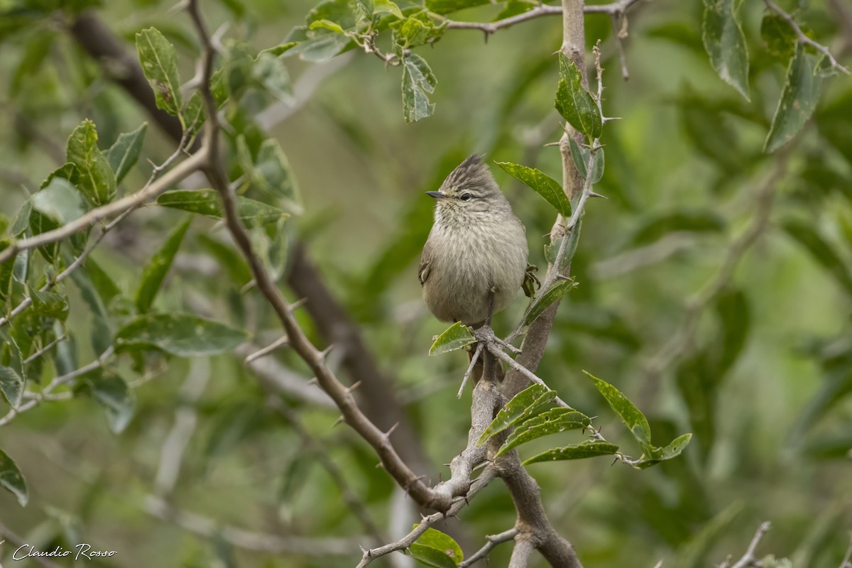 Tufted Tit-Spinetail - Claudio Rosso