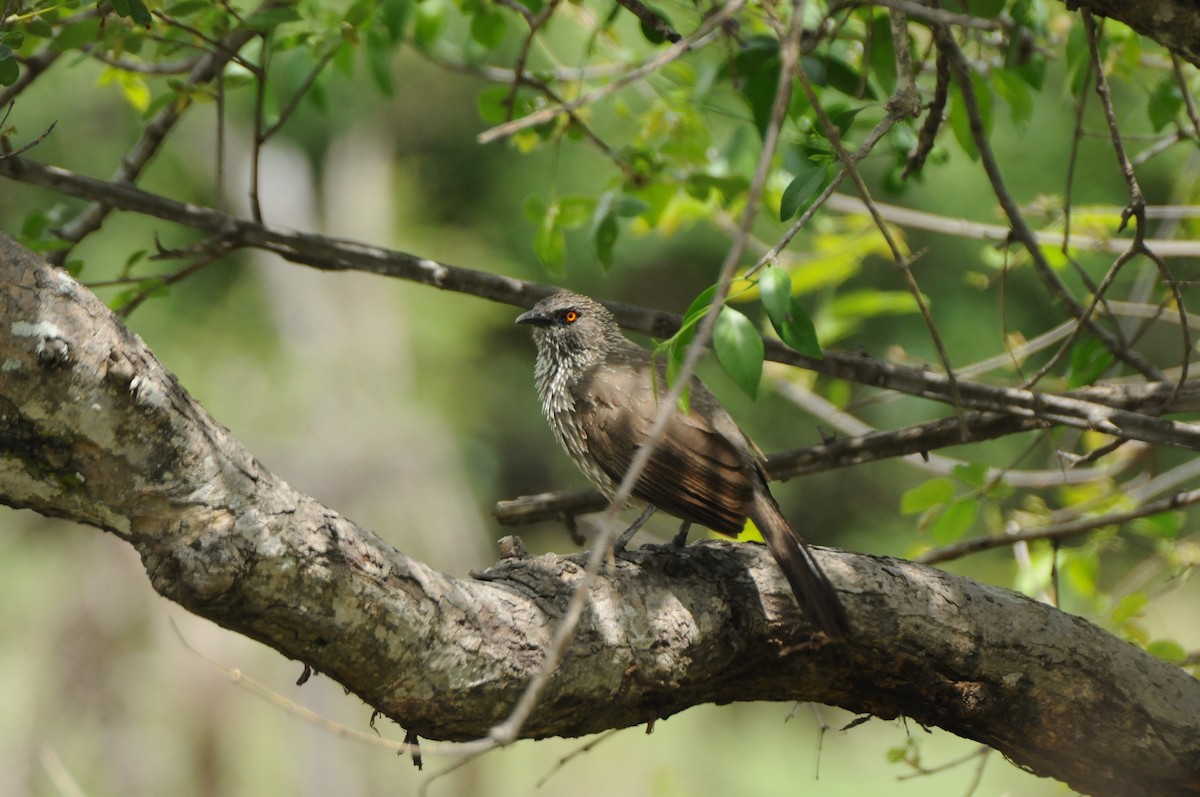 Arrow-marked Babbler - Dominic More O’Ferrall